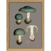 THREE BLUE FUNGI AND DETAILS | 15x21cm | OAK FRAME